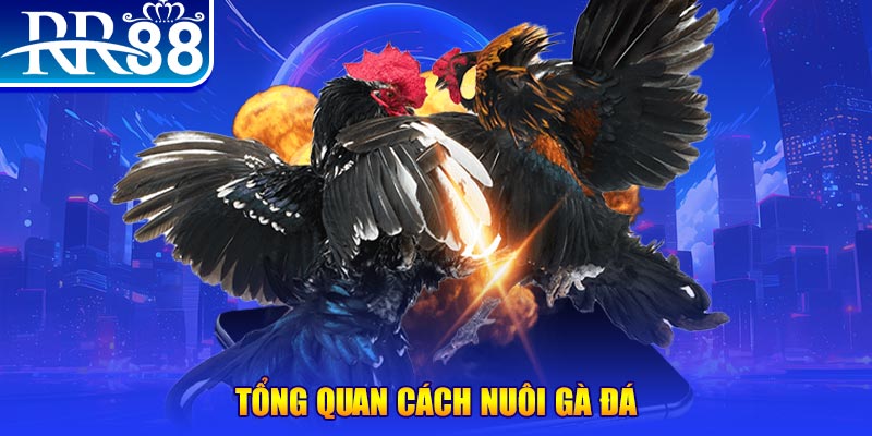78win1 VA Điện Tử